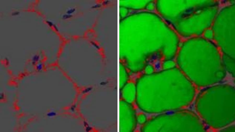 Nanoparticles (shown in red) surround the lipid droplets (shown in green) within fat cells, illustrating how the particles interact with adipocyte structures.