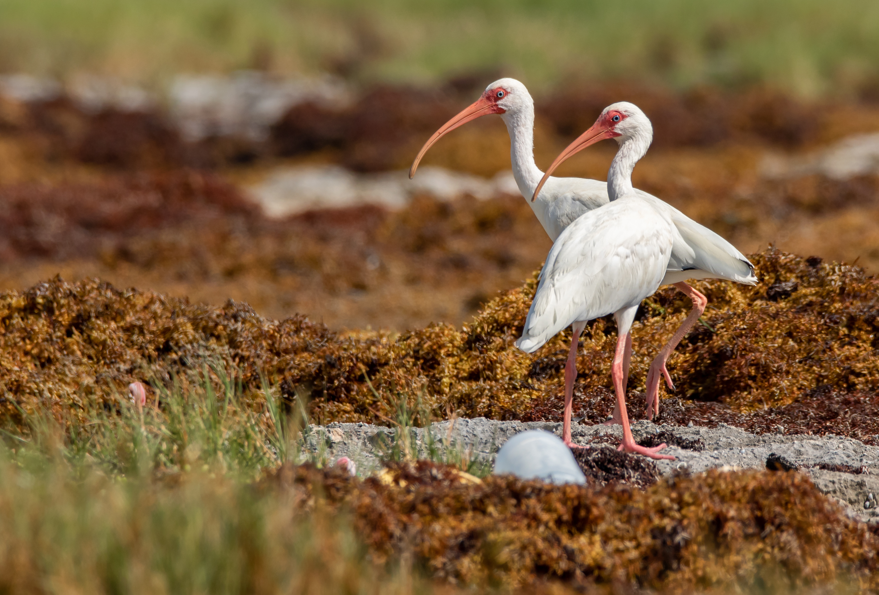 White ibises stand on a shoreline covered with washed-up Sargassum seaweed, a growing coastal challenge that researchers are working to repurpose into reusable water-filtration technology.